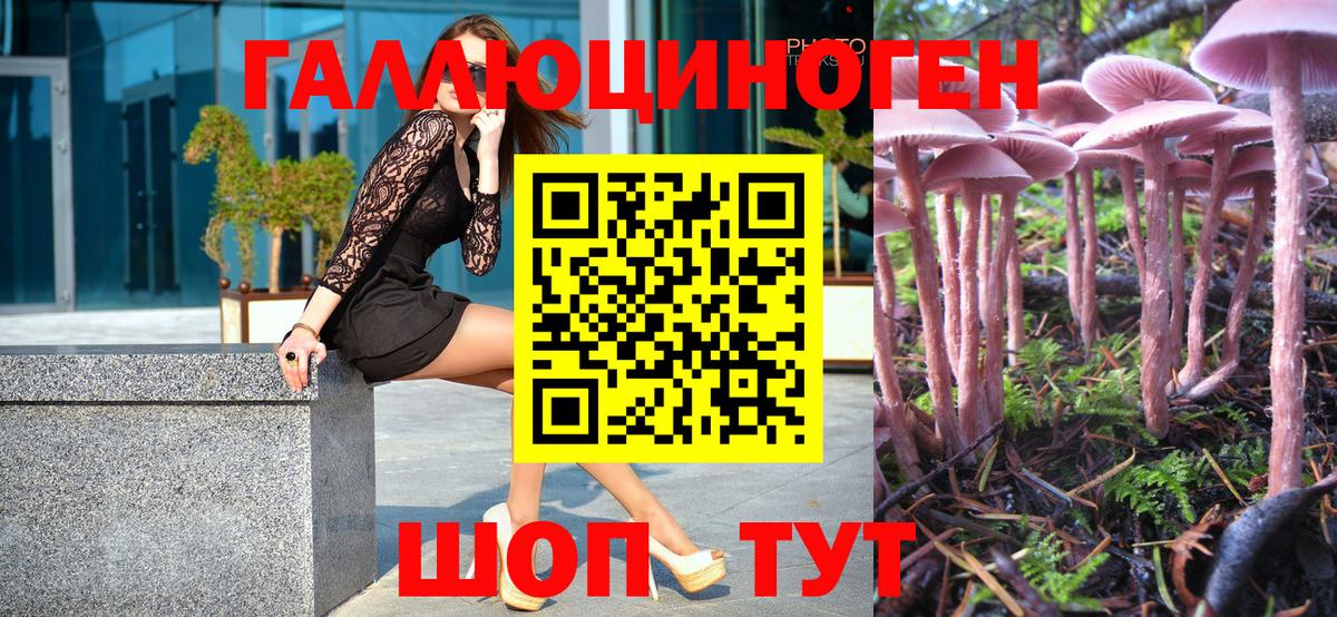 Псилоцибиновые грибы Psilocybe Шадринск